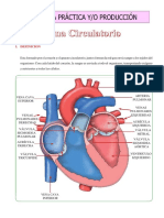 Aparato Circulatorio