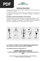 Cadenas Musculares: El Cerebro Se Ocupa de Movimientos y No de Músculos