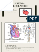 Sistema Circulatorio