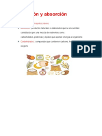 Digestión y Absorción: Definiciones y Conceptos Claves