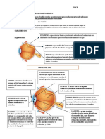 Organos Sensoriales 2023