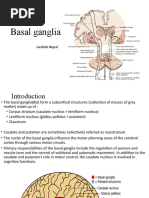 Basal Ganglia