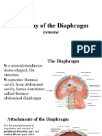 Anatomy of Diaphragm