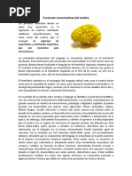 Funciones Comunicativas Del Cerebro