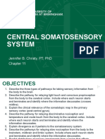 Physical Therapy Neuroscience Central Somatosensory Lecture POST