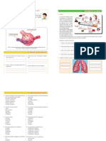 Aparato Respiratorio y Sus Partes para Cuarto Grado de Niños