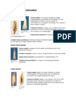 Anatomia de La Cavidad Pulpar