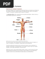 El Cuerpo Humano