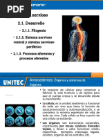 Sistema Nervioso Jannet