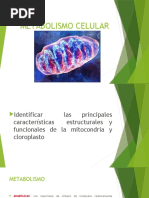 BC CLase 15 Metabolismo Celular