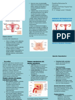 Triptico Del Aparato Reproductor Masculino y Femenino