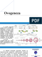 Ovogeneza - Ovarul.Foliculi Ovarieni - Ciclul Menstrual