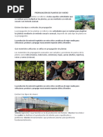 Propagación de Plantas en Vivero