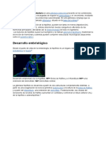 Desarrollo Embriológico: Glándula Endocrina Homeostasis Silla Turca Base Del Cráneo