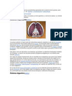 Anatomia Del Pez