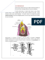 Desarrollo y Formación Del Patrón Radicular