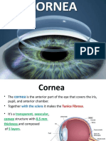 The Cornea