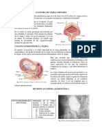 Radiología - Vejiga Urinaria