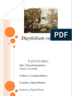 2.) Dypilidium Caninum