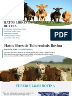 Hatos Libres de Brucella y TBC Bovina