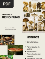 Pràctica 8 Reino Fungi