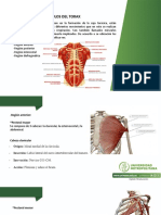 Musculos Del Torax Abdomen y Espalda