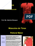 Sistema Muscular Tronco