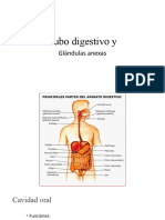 Aparato Digestivo