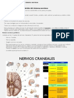 Repaso de Neuroanatomia Lab