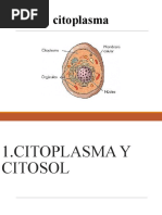 Citoplasma