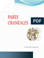 Pares Craneales