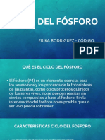 Ciclo Del Fósforo