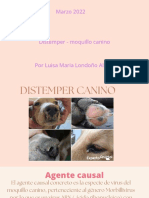 Distemper Canino