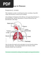 Gas Exchange in Humans