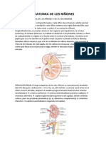 Anatomia de Los Riñones