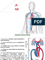 26 Sistema Vascular Periferico 