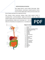 Sistem Pencernaan