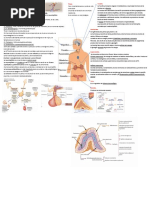 Glandulas Endocrinas