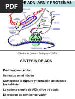 de Síntesis de Macromoléculas 4