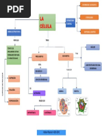 Mapa Conceptual Celu 254800 Downloadable 3481877