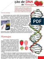 Extração DNA Do Morango