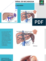 Vena Porta Vena Cava Inferior Inervacion de Las Visceras