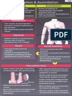 Absorption Assimilation 1 Min