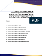 Identificación Macroscópica Anatómica Del Patrón de Normalidad