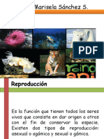 Reproduccion en Animales