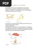 Los Hongos y Las Plantas