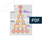 MEIOSIS Animada