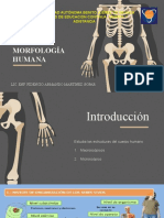 Morfologia Humana