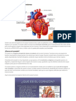 Partes Del Corazon y Sus Funciones