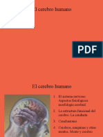 El Cerebro 2